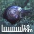 Iowa Pleistocene Snail, Endangered.