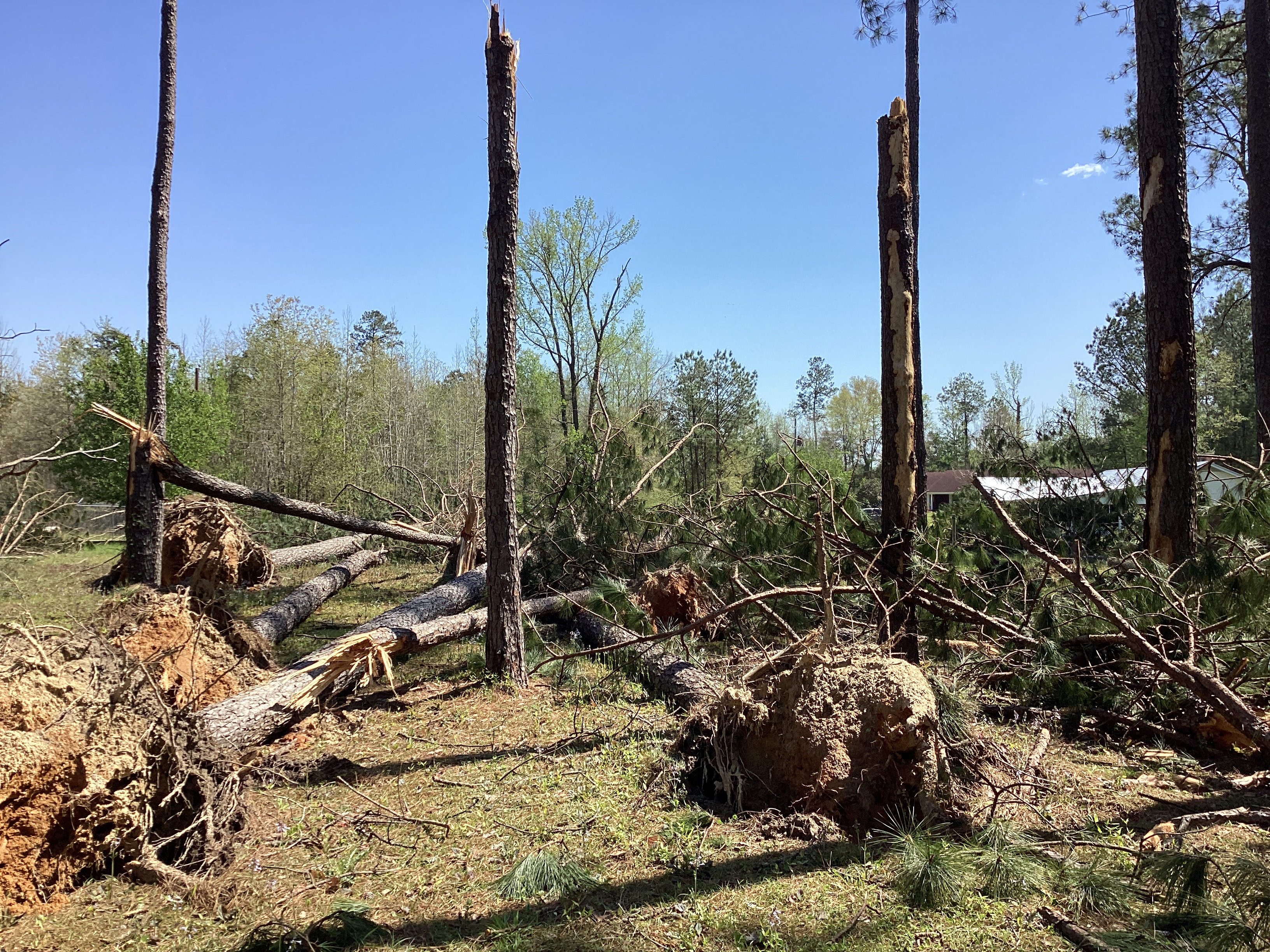 Pine trees snapped/uprooted by straight-line winds south of Beatrice, Alabama.
