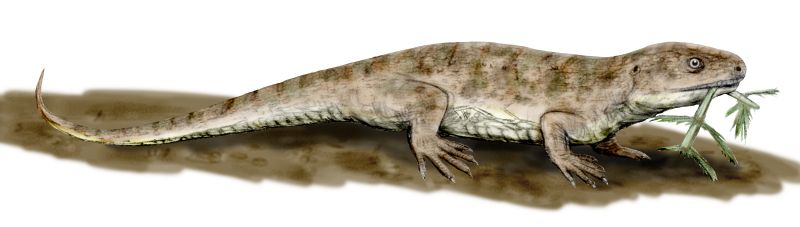 Restoration of Captorhinus from Oklahoma and Texas[note 1]