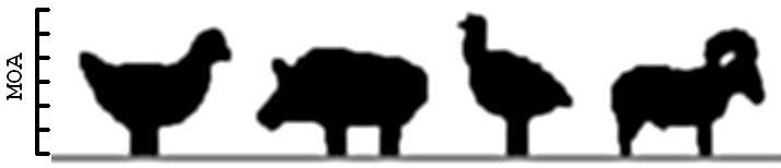 Metallic silhouette targets featuring a chicken, pig, turkey and ram, scaled to appear as they would if placed at the correct distances from the shooter. Scale in minutes of angle.