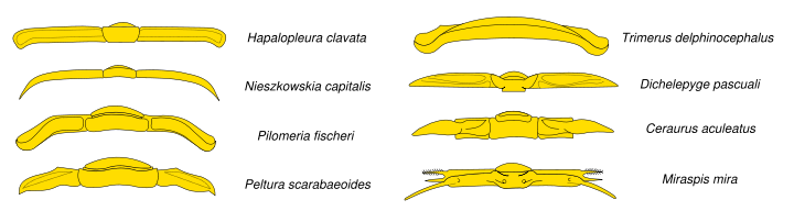 Thoracic tergites of various trilobites.