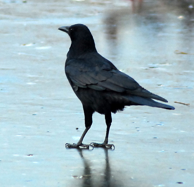 Thoughtful crow
