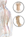 Illustration of cervical vertebrae