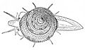 Drawing of a dorsal view of a living animal of Calliostoma bairdii dredged in the Atlantic Ocean at a depth of from 100 m to 1170 m