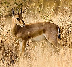 Chinkara (Indian gazelle)