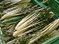Catalogna, also called asparagus endive[6]
