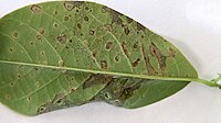 Edema on Annona macroprophyllata leaf