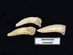 Teeth of E. elegans from Khouribga