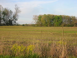 A field on the Muscatatuck National Wildlife Refuge