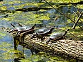 Painted turtles and red-eared sliders sunning themselves on a log in Estabrook Park