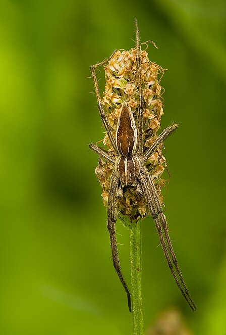The nursery web spider (Pisaura mirabilis)