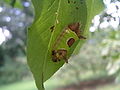 Sibine stimulea (saddleback caterpillar) larva