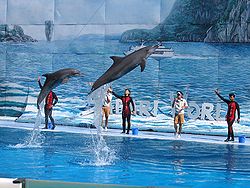Dolphin show at Safari World