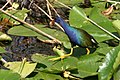 American purple gallinule found in Everglades National Park, Florida, USA