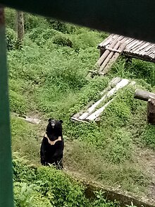 Himalayan black bear in Khangchendzonga National Park