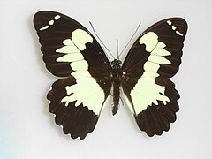 Papilio euchenor. Recto