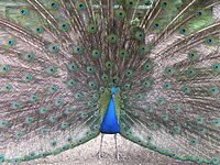 Peacock on Pfaueninsel