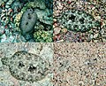 Image 25 Peacock flounder Photo: Mila Zinkova The Peacock flounder (Bothus mancus) is a species of lefteye flounder found widely in relatively shallow waters in the Indo-Pacific. This photomontage shows four separate views of the same fish, each several minutes apart, starting from the top left. Over the course of the photos, the fish changes its colors to match its new surroundings, and then finally (bottom right) buries itself in the sand, leaving only the eyes protruding. More selected pictures