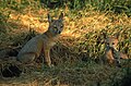 A San Joaquin kit fox family