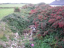 part of disuses railway showing dumping, overgrowth