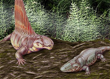 Restoration of Cisuralian, 295–272 Ma, Dimetrodon and the temnospondyl Eryops, both found in the Red Beds of Texas