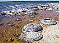 Image 77Lithified stromatolites on the shores of Lake Thetis, Western Australia. Archean stromatolites are the first direct fossil traces of life on Earth. (from History of Earth)