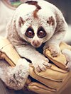 A Bengal slow loris, an endangered primate from Southeast Asia