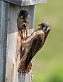 Female feeding nestling – Maine