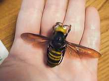 Hornet specimen held in a human hand to illustrate its size