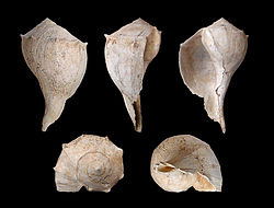 Pliocene shell of the lightning whelk Busycon contrarium
