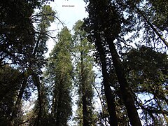 Gigantic West Himalayan Fir trees, Known as Raansal or Rasuli in Garhwali language.