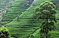 Tea plantation in Sri Lanka.