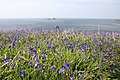 Image 40Bluebells on the Cornish coast (from Geography of Cornwall)