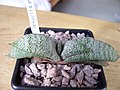 Gasteria ellaphieae forms rosettes of pointed, triangular, recurved, densely tuberculate leaves, and branched inflorescence.