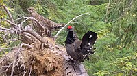 Male and female spruce grouse, Nelson, British Columbia