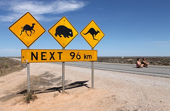Warning signs on the Eyre Highway for camels, wombats and kangaroos over a 96 km (60 mi) stretch