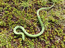 A small light-green snake