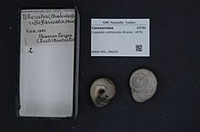 Two mollusk shells of cupedora rufofascista and information cards