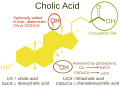 Annotation of the structure of cholic acid showing its relationship to other bile acids.