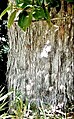 Peeling bark of mature trunk of full-grown arborescent specimen, (circa 9m) Curacautín, Chile