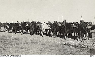 Indian Cavalry at Aleppo