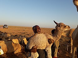 A camel calf in Hudun District