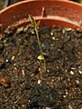 Seedling of Glicophyllum stylopterum (formerly known as (i.a.) Tetrapterys methystica)
