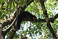 Ratufa indica (Indian giant squirrel) at Sri Venkateswara National Park