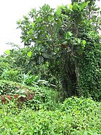 Breadfruit tree in Sector Santo Domingo
