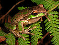 Image 39New England tree frog