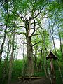 Sacred Daubos Oak in Neris Regional Park