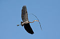 Image 4A great blue heron (Ardea herodias) flying with nesting material in Illinois. There is a colony of about twenty heron nests in trees nearby. Image credit: PhotoBobil (photographer), Snowmanradio (upload), PetarM (digital retouching) (from Portal:Illinois/Selected picture)