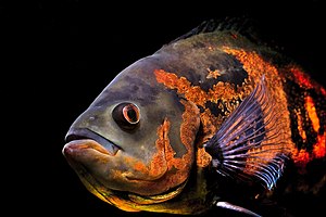 Oscar (Astronotus ocellatus), a popular aquarium fish from South America.