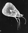 Micrograph of the Giardia lamblia parasite.